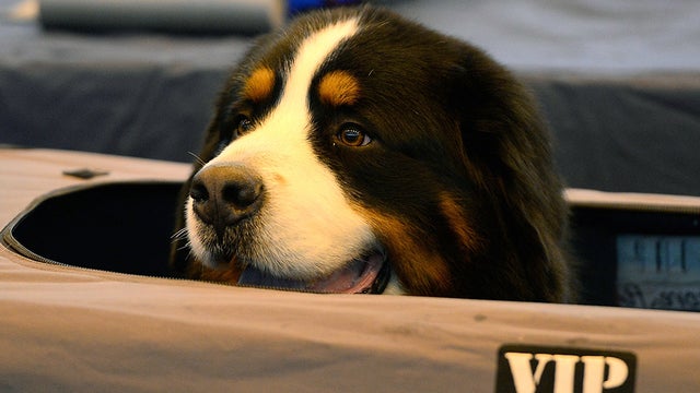 bernese-mountain-dog.jpg 