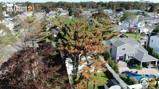 half-dead-tree-1.jpg 