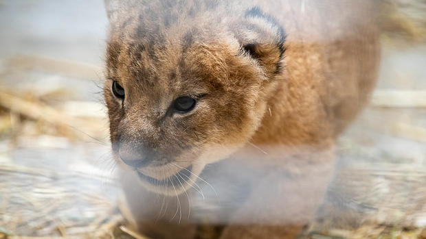 Pittsburgh Zoo Lion Cub 