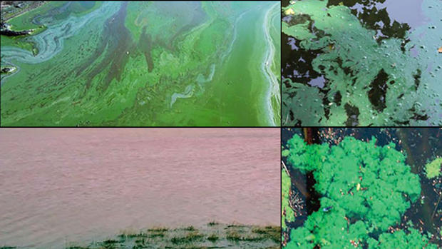 harmful algal bloom 