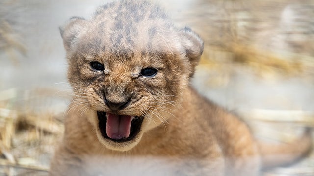 Pittsburgh Zoo Lion Cub 