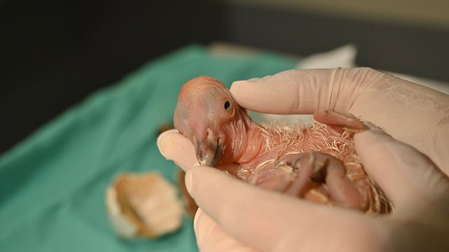 lazoo-condor-hatches.jpg 