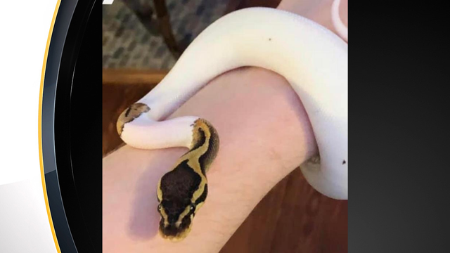 missing-python-brookline.png 