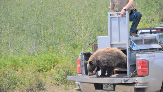 Bear injured during fire released (CPW) 