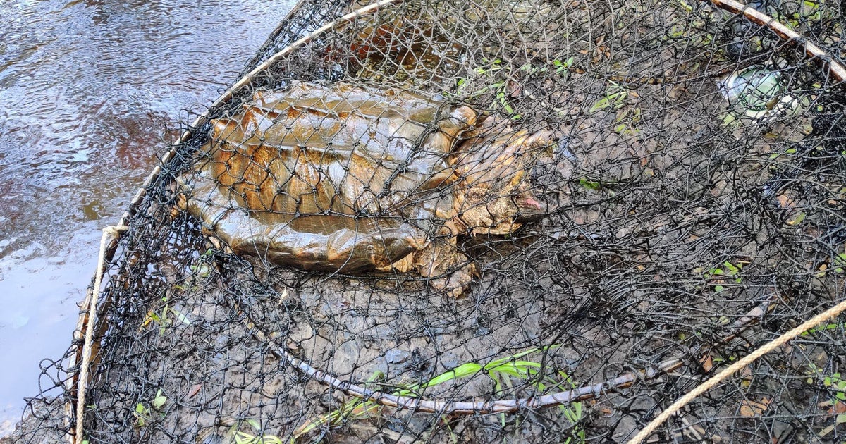 Florida Wildlife Officials On Lookout for Sick Turtles - CBS Miami