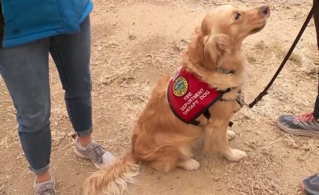 Kerith Fire Therapy Dog 