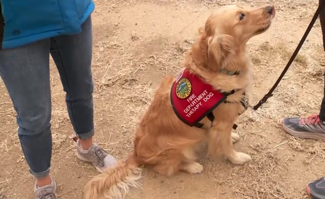 Kerith Fire Therapy Dog 