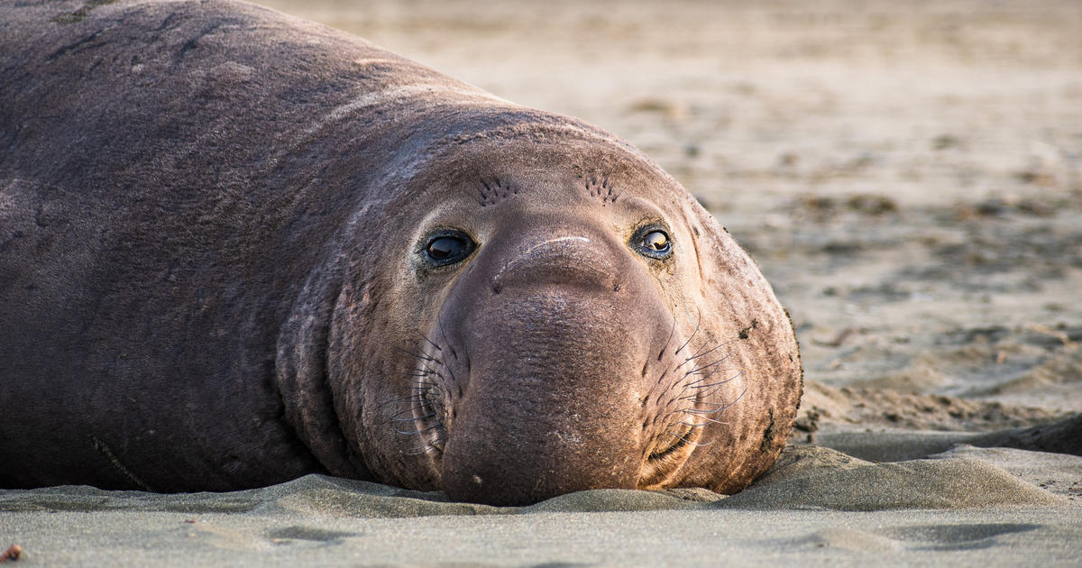 California Man Charged With Shooting Elephant Seal On Central Coast ...