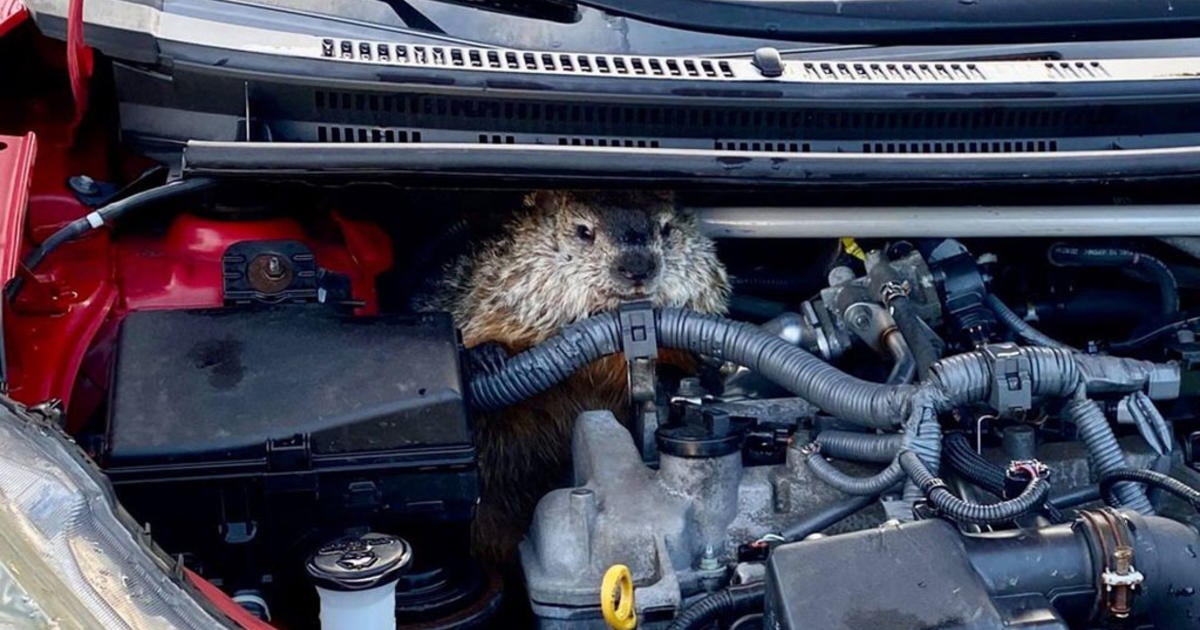 groundhog day police car