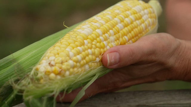 corn-a-1280.jpg 