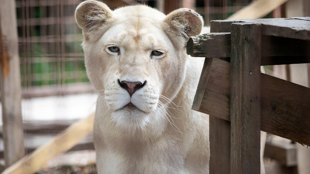 FRANCE-ANIMAL-WHITE-LION 