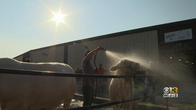 maryland-state-fair-exhibits.jpg 