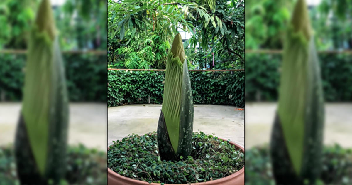 The Huntington Prepares For Bloom Of Stinky 'Corpse Flower' - CBS Los ...