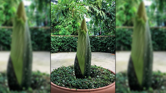 huntington-corpse-flower.jpg 