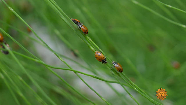 nature-ladybugs1920-538883-640x360.jpg 