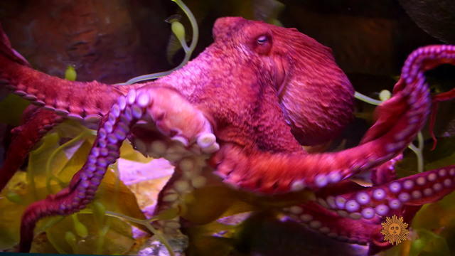 octopus1920-538930-640x360.jpg 