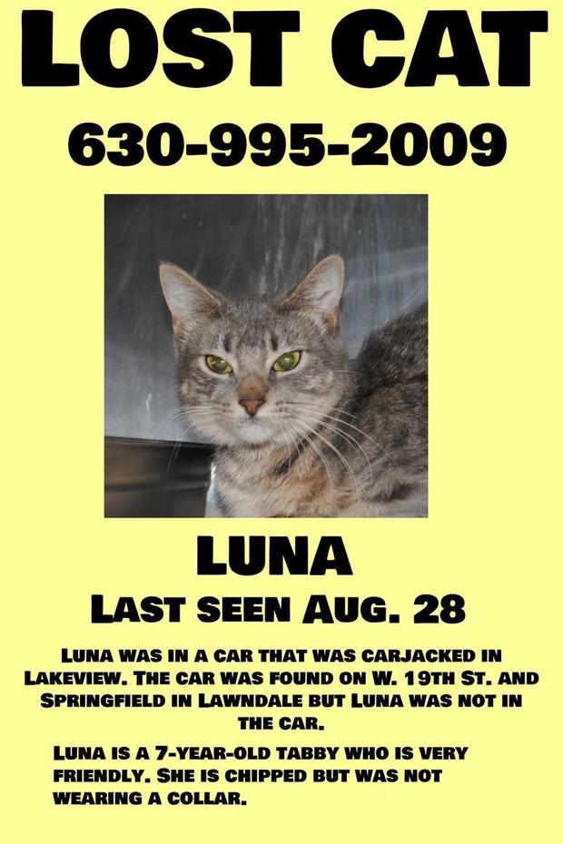Lost Cat Luna 