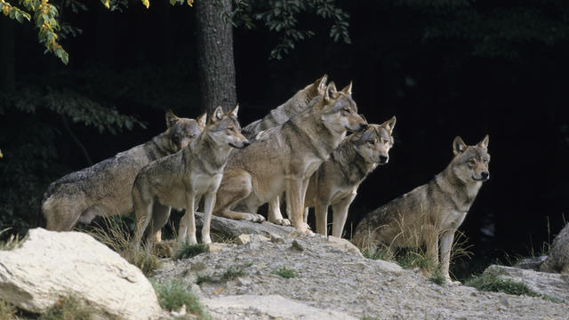 Pack of Gray Wolves 