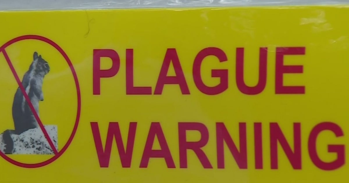 Bubonic Plague Warning Signs Posted At Popular Lake Tahoe Location