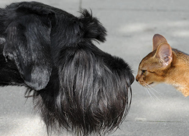 A Giant Schnauzer and a cat check each o 