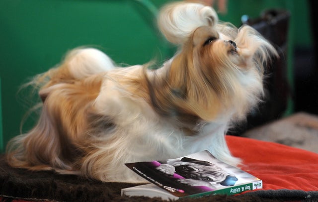 A Lhasa Apso dog waits to be groomed dur 
