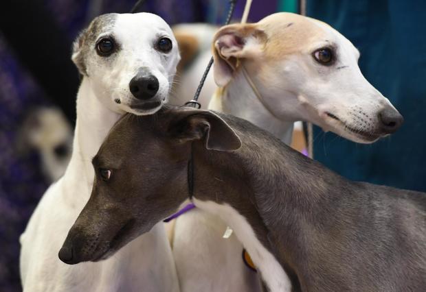 US-WESTMINSTER DOG SHOW-WHIPPETS 