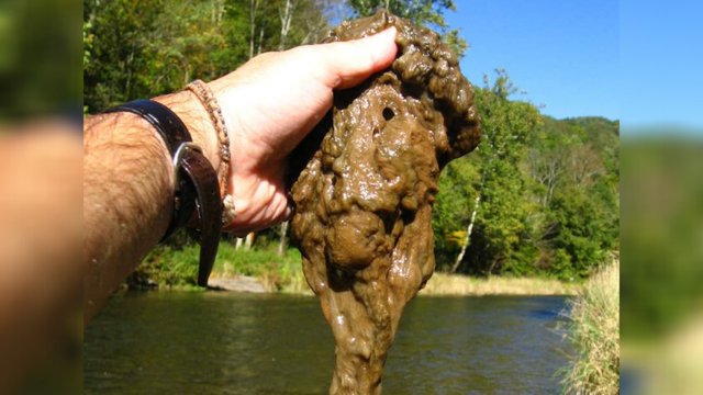 ROCK-SNOT-Didymo-.png 