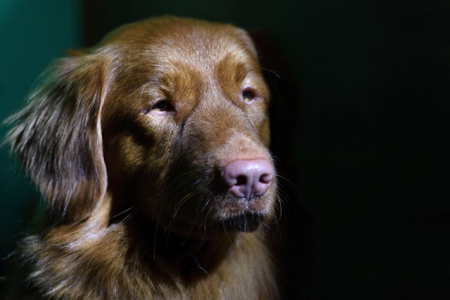 Crufts Dog Show 2016 - Day Two 