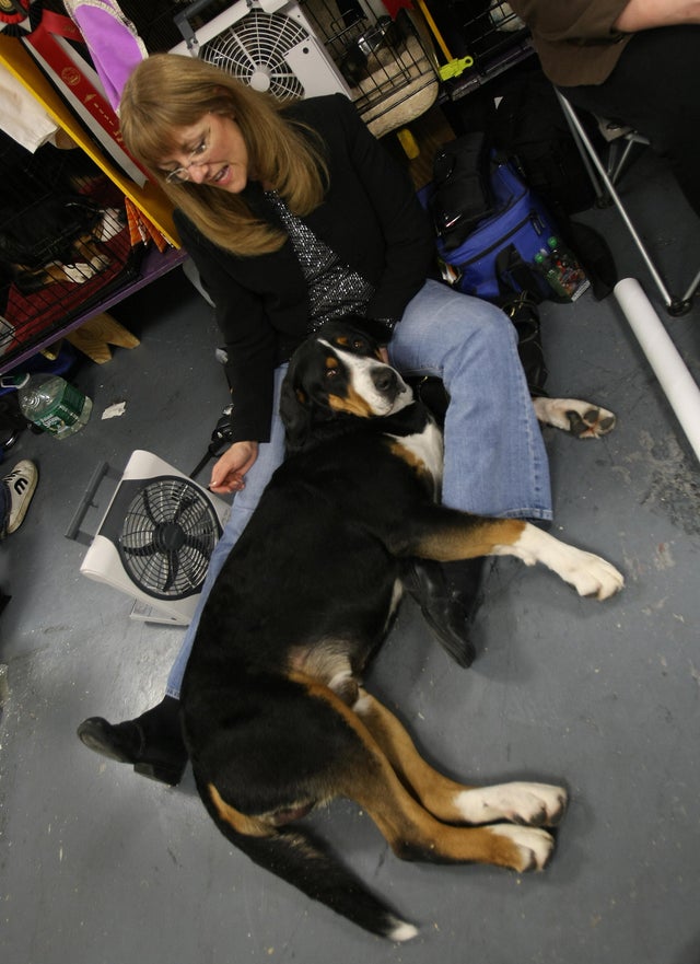 Robyn Ney with her Greater Swiss Mountai 