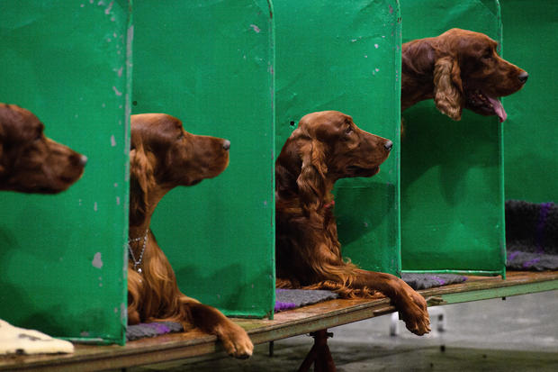 2018 Crufts Dog Show Day Four - Best In Show 