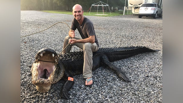 alligator.jpg 
