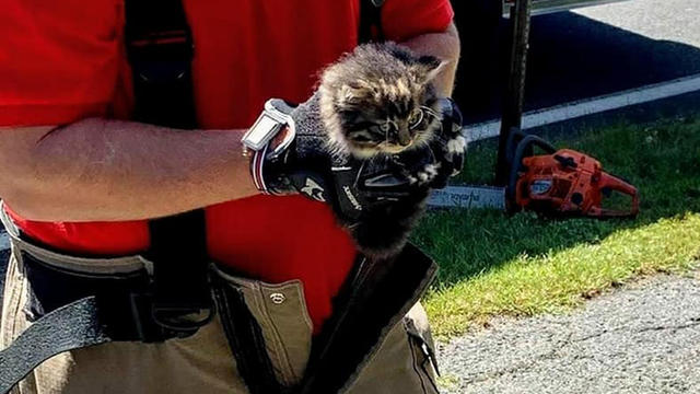 kitten-pittsfield-firefighter.jpg 