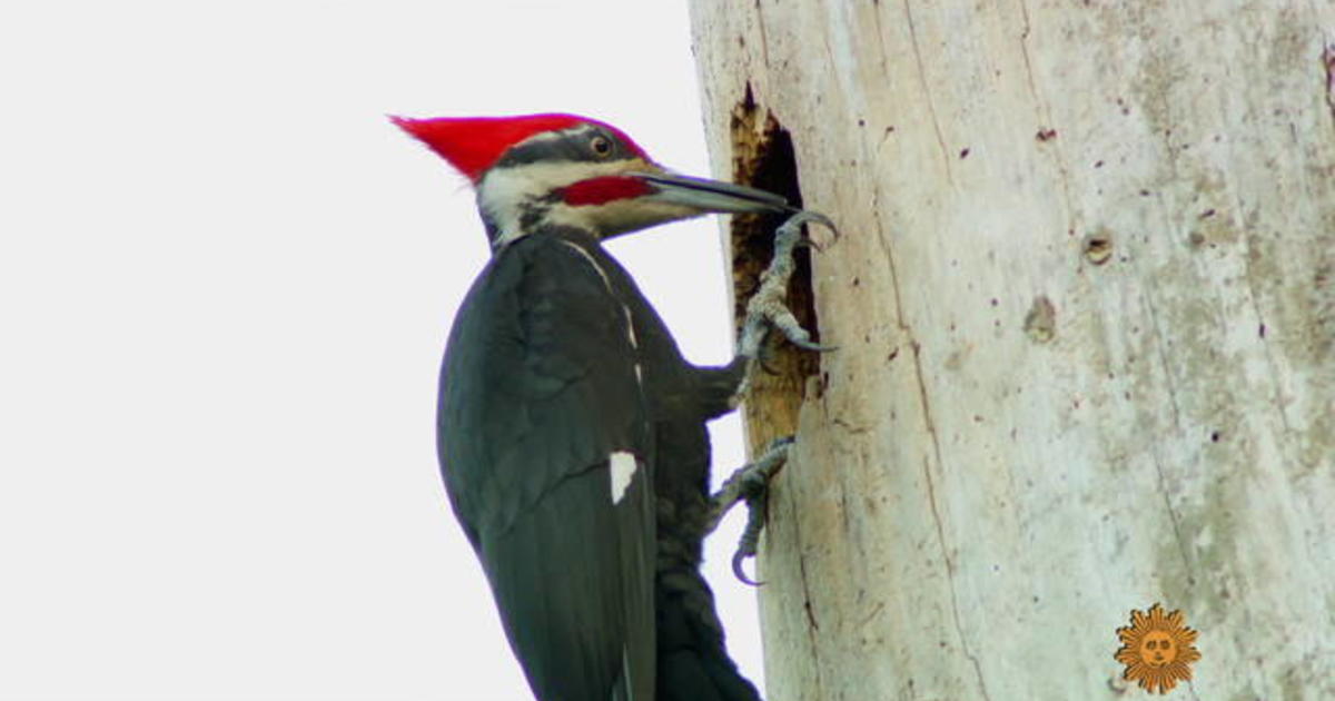 Nature: Woodpeckers In Florida - Cbs News