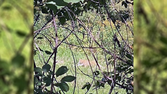 cougar-sighting.jpg 