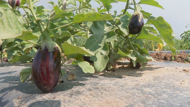 WX GARDEN PREPS PKG .transfer_frame_1316 