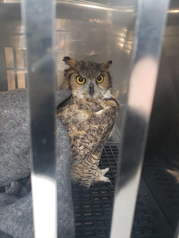 Broomfield owl rescue 2 