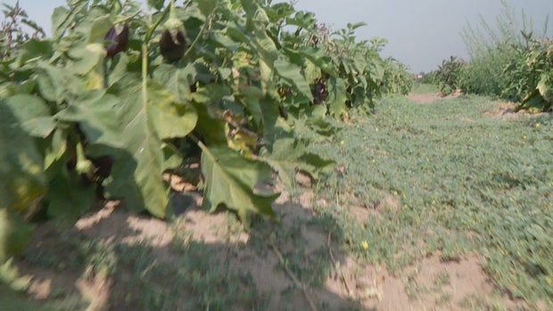 WX GARDEN PREPS PKG .transfer_frame_1000 