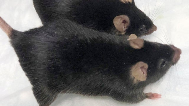 Space Mighty Mice 
