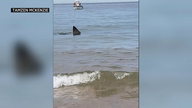 race-point-shark.jpg 
