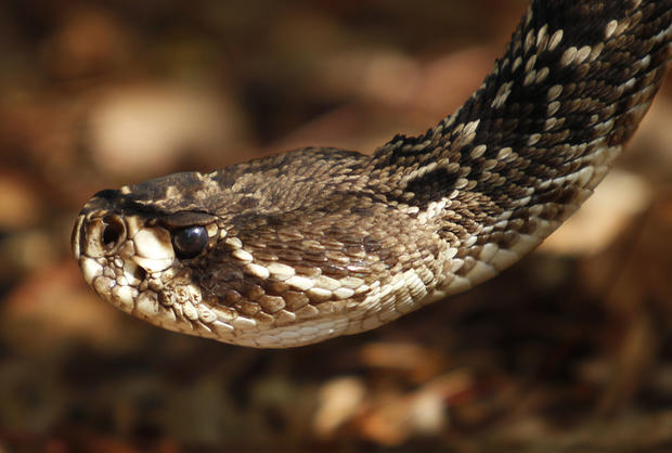 Eastern diamondback rattlesnake 
