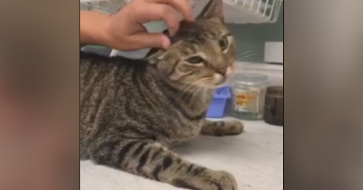 Cat To Be Reunited With Owner After Escaping During Move From Delaware ...