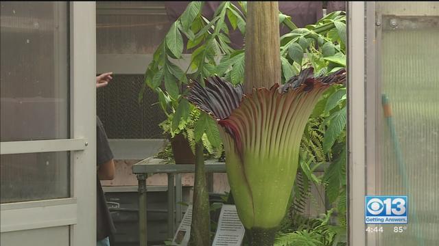 corpse-flower.jpg 