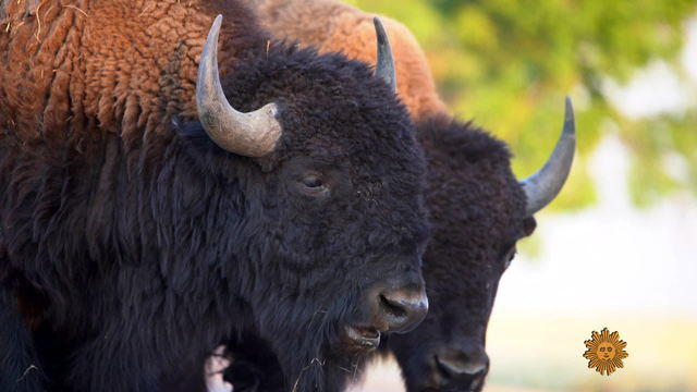 bison1920-545837-640x360.jpg 