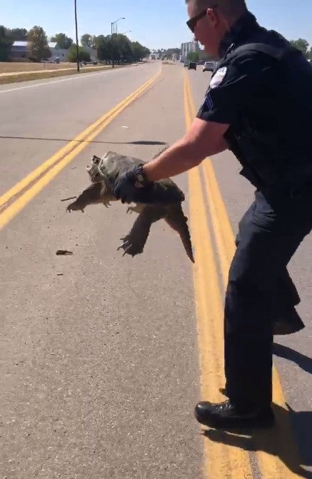 Video: Turtle Gets Snappy With Officer Trying To Assist It Across Busy ...