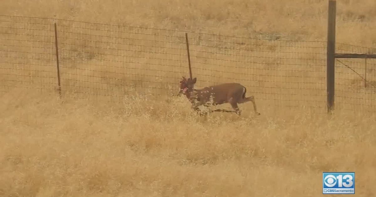 Rescuers Working To Help Buck Tangled In Hammock In Shingle Springs ...