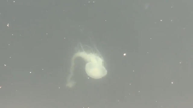 jellyfish-inner-harbor-9.14.20.jpg 