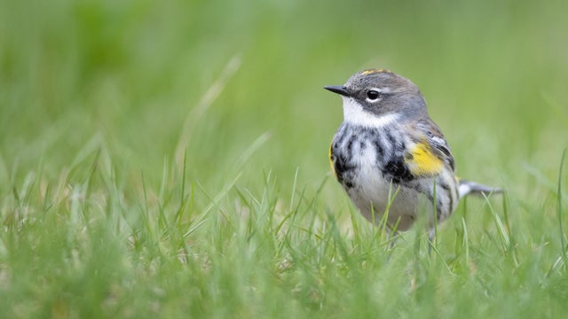 Yellow-Rumped Warbler 