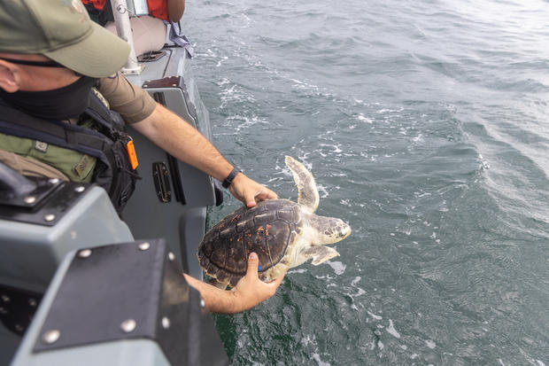 Turtle Release | Ocean CIty Offshore | September 9, 2020 