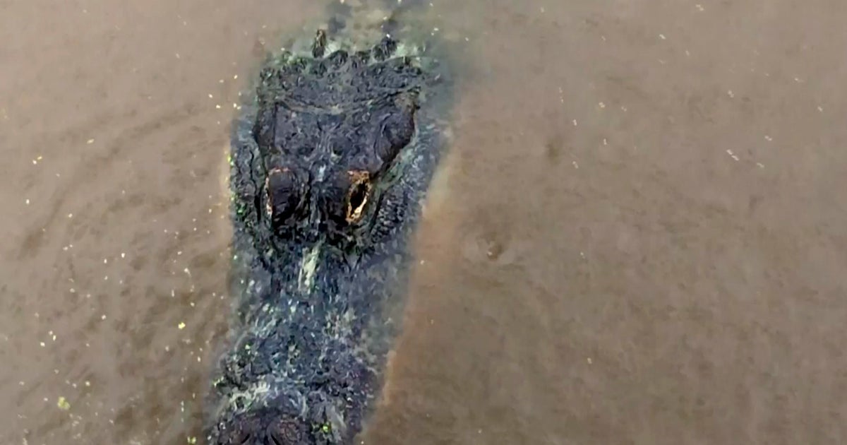 Dog dragged into water, eaten by gator at Florida park