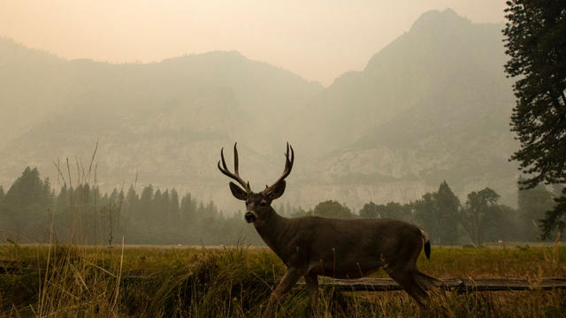 Yosemite.jpg 